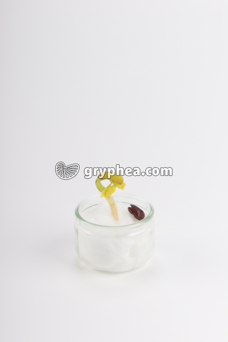 Germination de la graine de Haricot - Haricot sur coton - t = 10 jours - gryphea.com